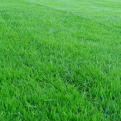 Как посадить газонную траву и ухаживать за ней?